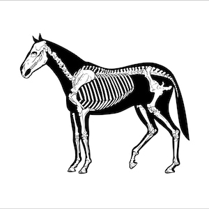 Horse  Anatomy * Skeleton * Bones   * Cut Sign Image ClipArt digital download eps/dxf/png/jpeg/svg
