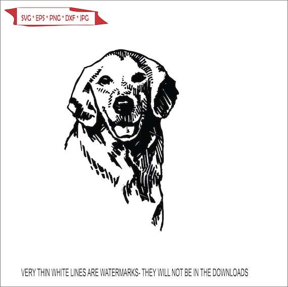 Dog Head Lab Labrador Golden Retriever Face Profile Breed Working
