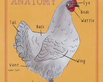 Chicken Anatomy Worksheets For Kids Chicken Breed Color Pages Farm Study Unity Homeschool Ornithology Backyard Chicken Art Worksheets