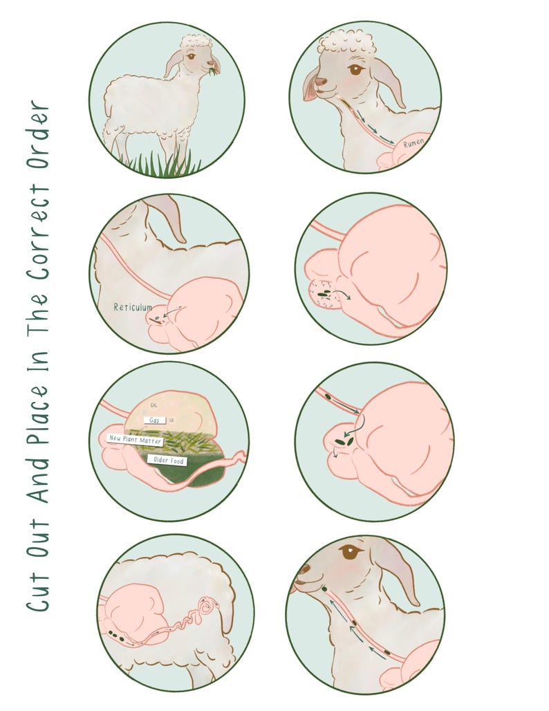 Sheep Anatomy Rumination Processs Study Unit Worksheets - Etsy Australia