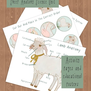 May include: Educational posters and activity pages for a sheep anatomy science unit. The illustrations include a diagram of a lamb with labeled body parts, and diagrams of the sheep's internal organs. The text reads "Sheep Anatomy Science Unit."