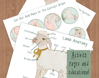 Sheep Anatomy Rumination Processs Study Unit Worksheets