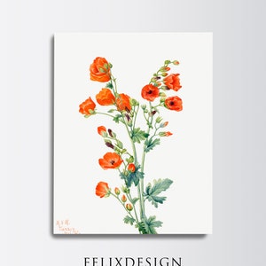 Mary Vaux Walcott - Scarlet Globe Mallow (1927) - Painting Poppy Flower Art Vintage Poster Gift California Botanical Print Baja California