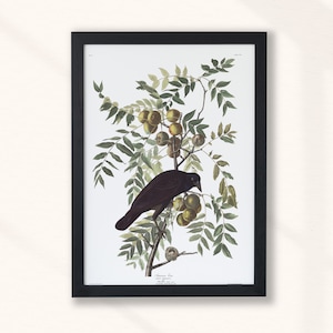 John James Audubon - American Crow (1860) | Vintage Animal Print | Oil Painting | Animal Black, Birds of America, Magpie, Jay | Instant Art