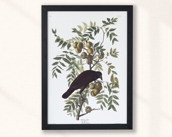 John James Audubon - American Crow (1860) | Vintage Animal Print | Oil Painting | Animal Black, Birds of America, Magpie, Jay | Instant Art