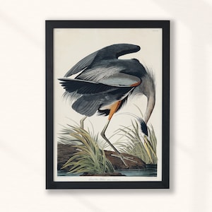 John James Audubon - Great Blue Heron  Birds of America (1827) | Vintage Animal Print | Oil Painting | Antique Animal Print | Instant Art