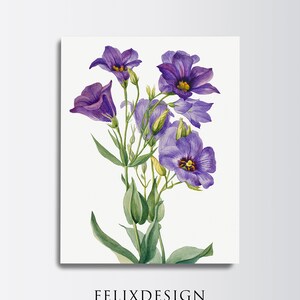 Mary Vaux Walcott - Eustoma Russelianum (1930) - Painting Poppy Flower Art Vintage Poster Gift California Botanical Print Baja California
