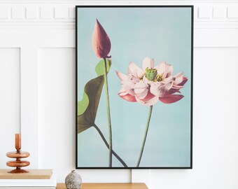 May include: A framed botanical print featuring a pink lotus flower and a closed bud on a light blue background.