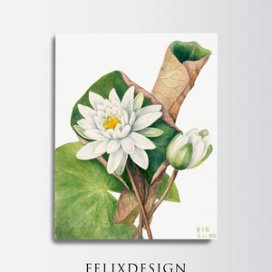 Mary Vaux Walcott - American Waterlily (1920) - Painting Poppy Flower Art Vintage Poster Gift California Botanical Print Baja California