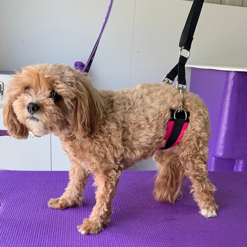 Dog Grooming Set for Women Grooming Apparel Etsy