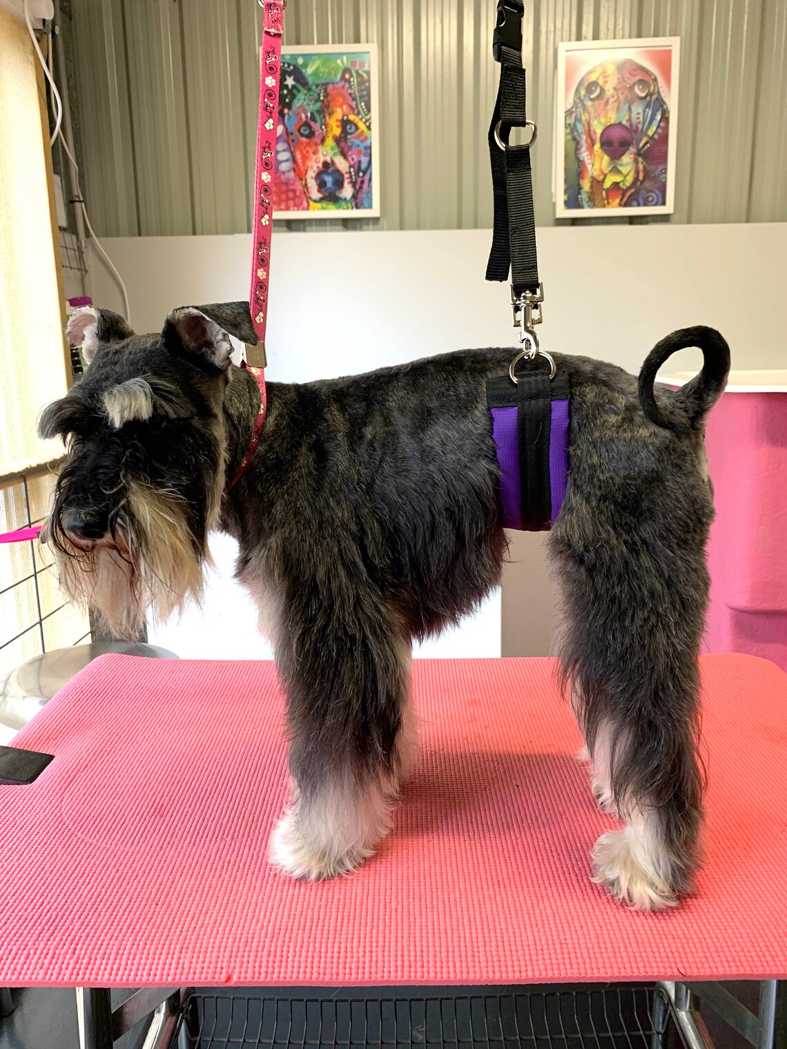 Dog Grooming Sling Set Etsy