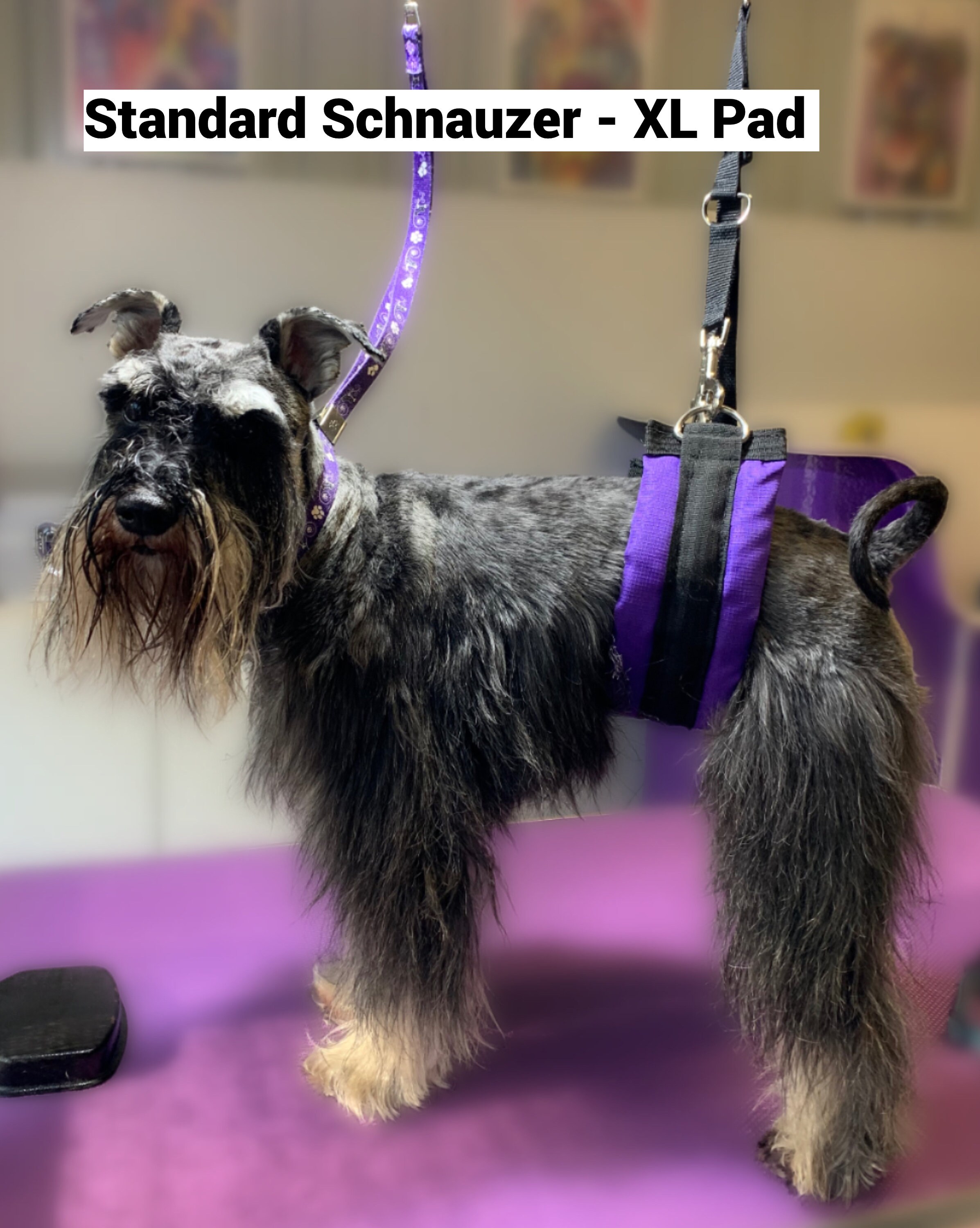 Dog Grooming Belly Band Set Etsy Australia