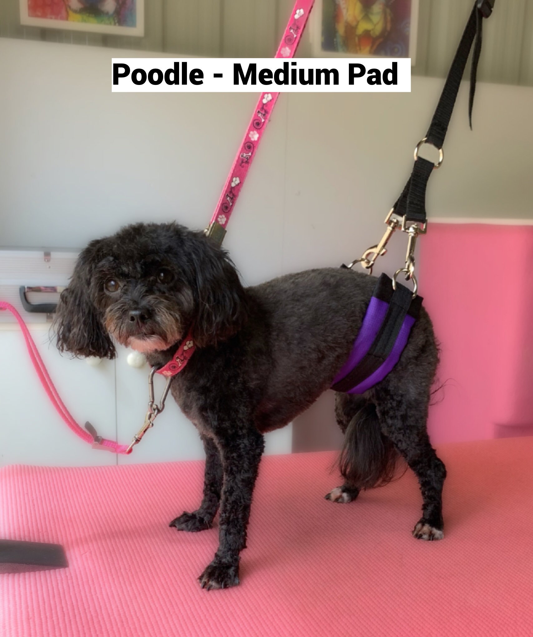 Dog Grooming Belly Band Set Etsy Australia