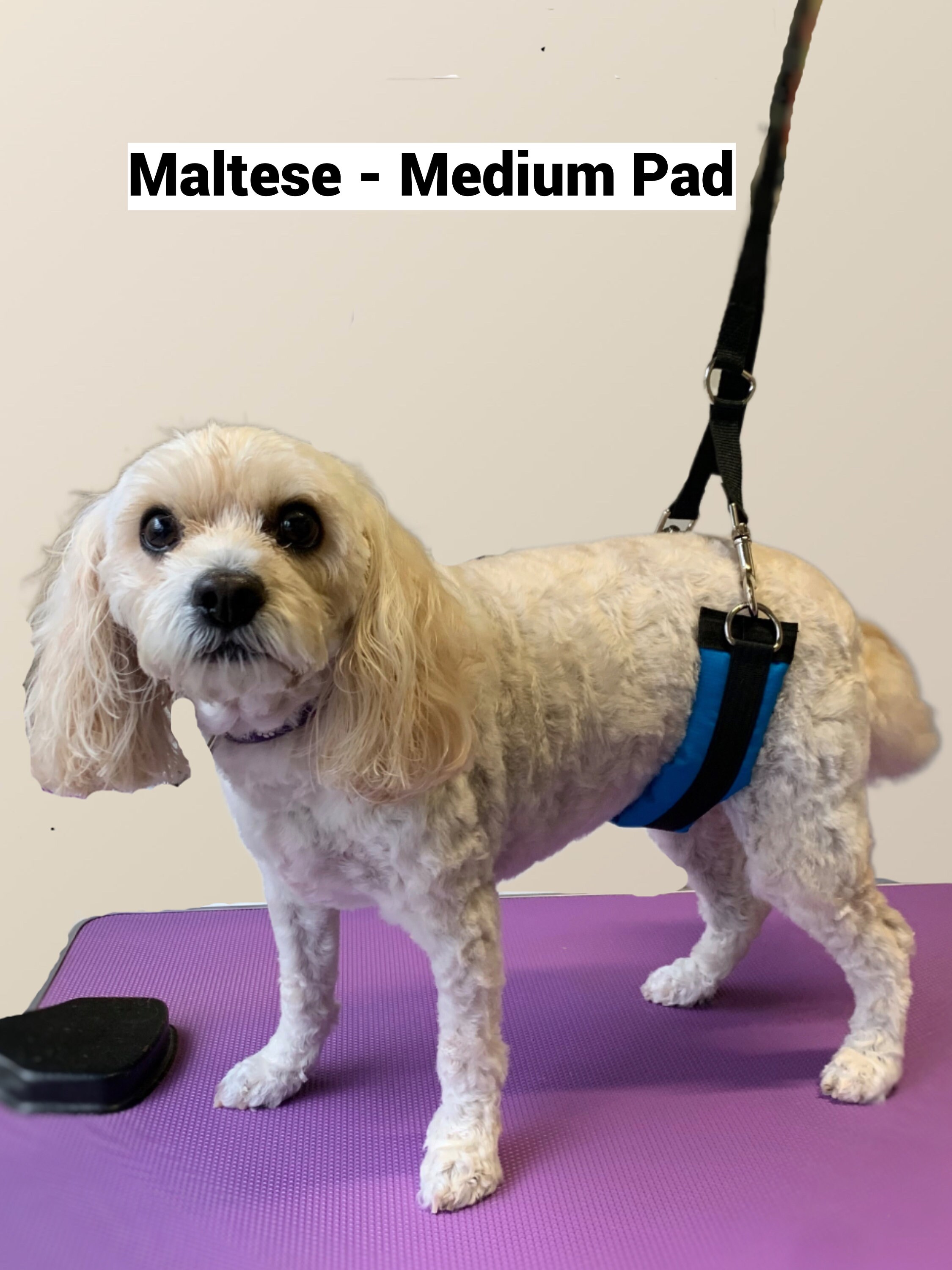 Dog Grooming Belly Band Set Etsy Australia