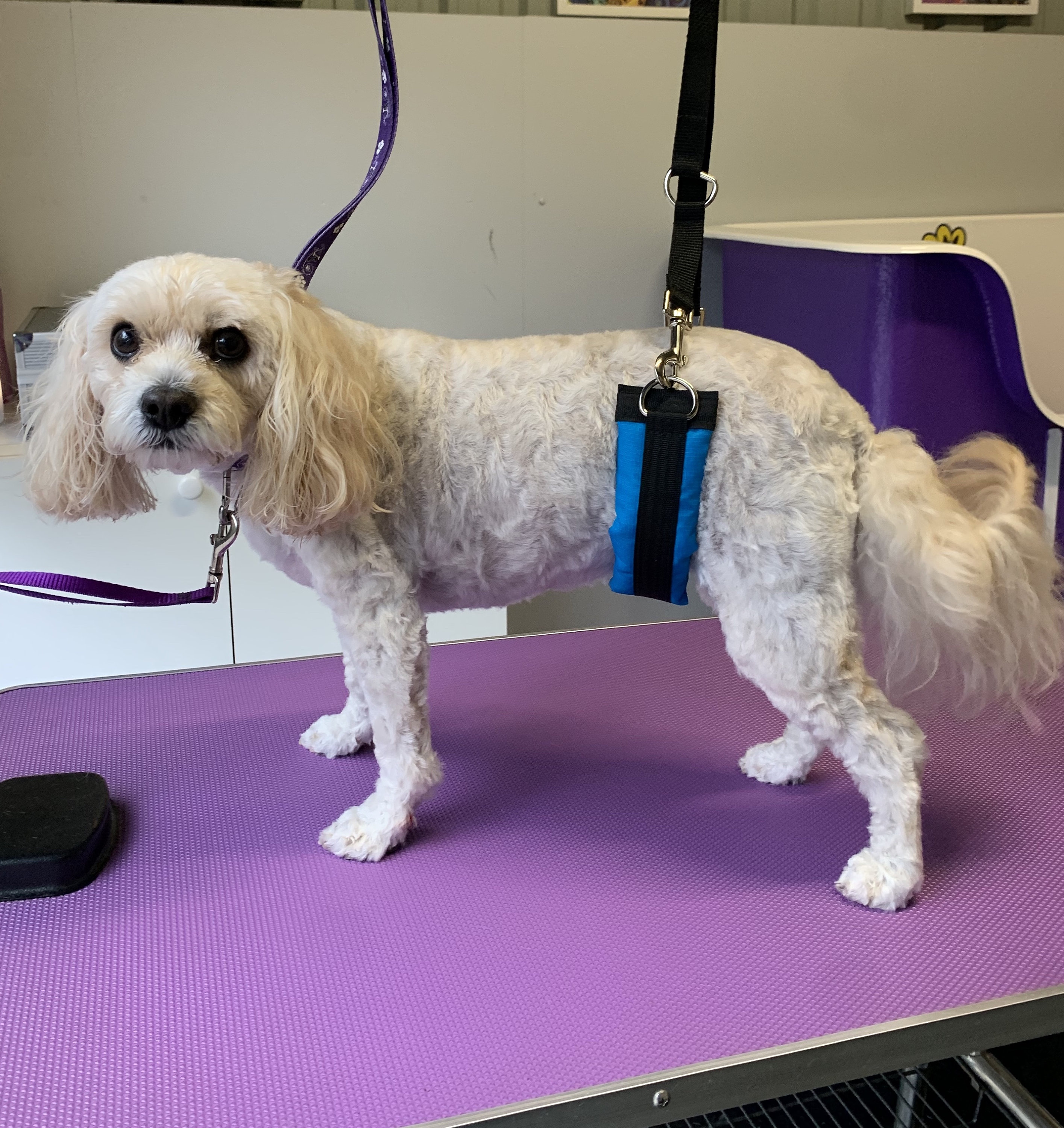 What Are Belly Straps Used For In Dog Grooming
