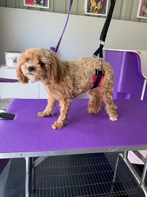 Dog Grooming Belly Band Set Etsy Australia