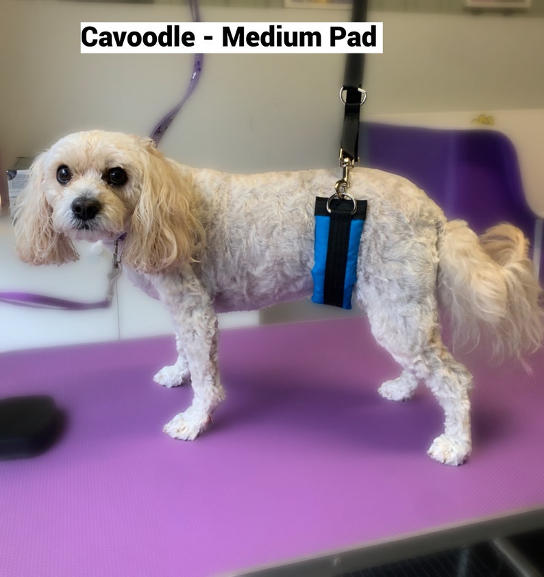 Dog Grooming Belly Band Set Etsy Australia