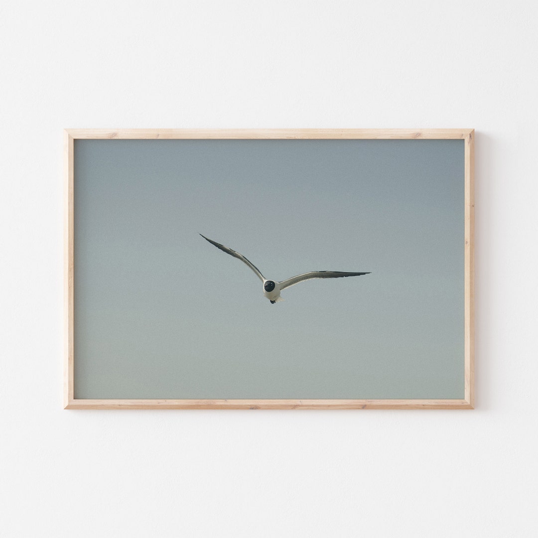 Seagull Art Print: Coastal Bird Photography, Beach House Decor - Etsy