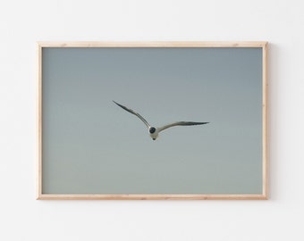 Seagull Art Print: Coastal Bird Photography, Beach House Decor