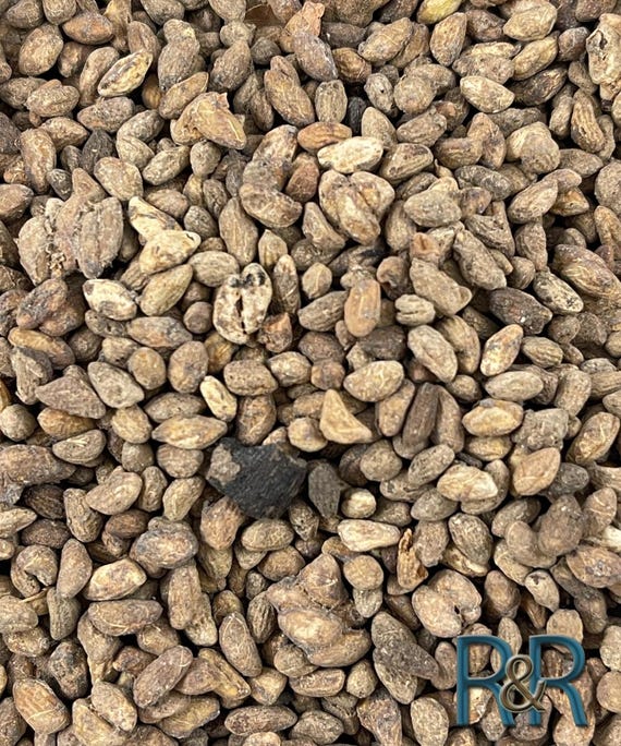Voacanga africana（ボアカンガ・アフリカーナ）の種子 200粒 African Voacanga Whole Seeds Africana Dried - Etsy