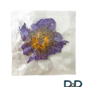 Organic Beautiful Whole Blue Lotus Flowers Individually Wrapped Packages (Nymphaea caerulea).