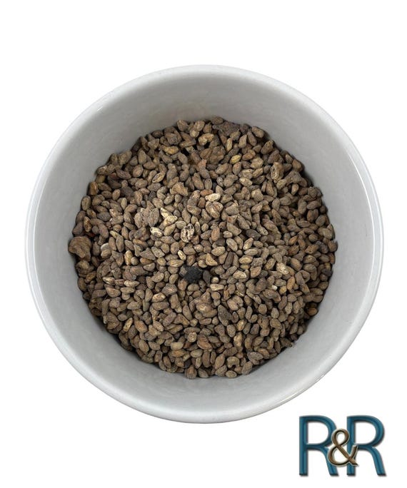 Voacanga africana（ボアカンガ・アフリカーナ）の種子 200粒 African Voacanga Whole Seeds Africana Dried - Etsy