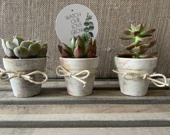 Toscana White Pots Succulent Favors