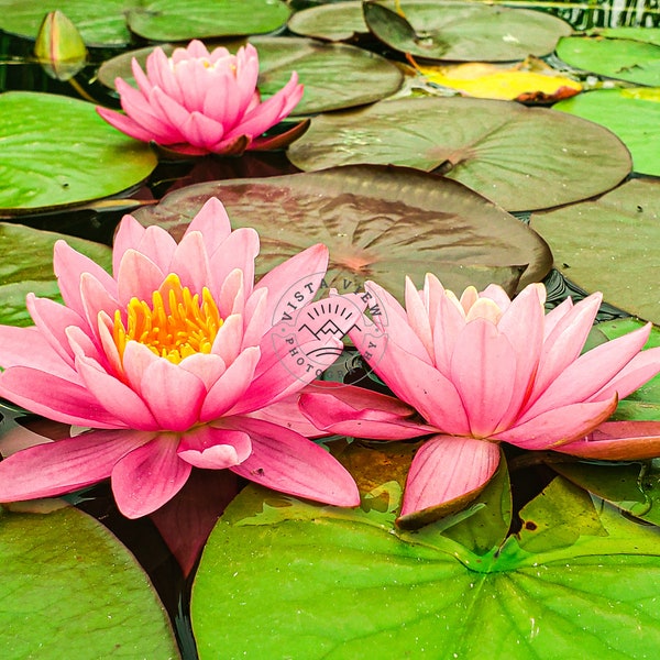 Water Lily Giclee Print - Fine Art Photograph - Floral Wall Art - Pink Flower Art - Home or Office Decor