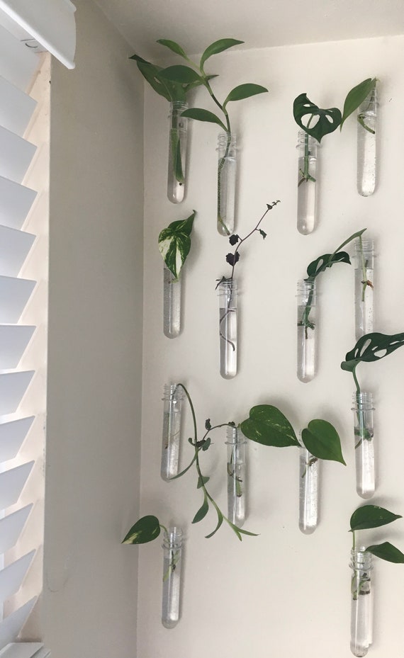 Magnetic Plant Propagation Tubes: DIY Floating Wall Decor - Etsy