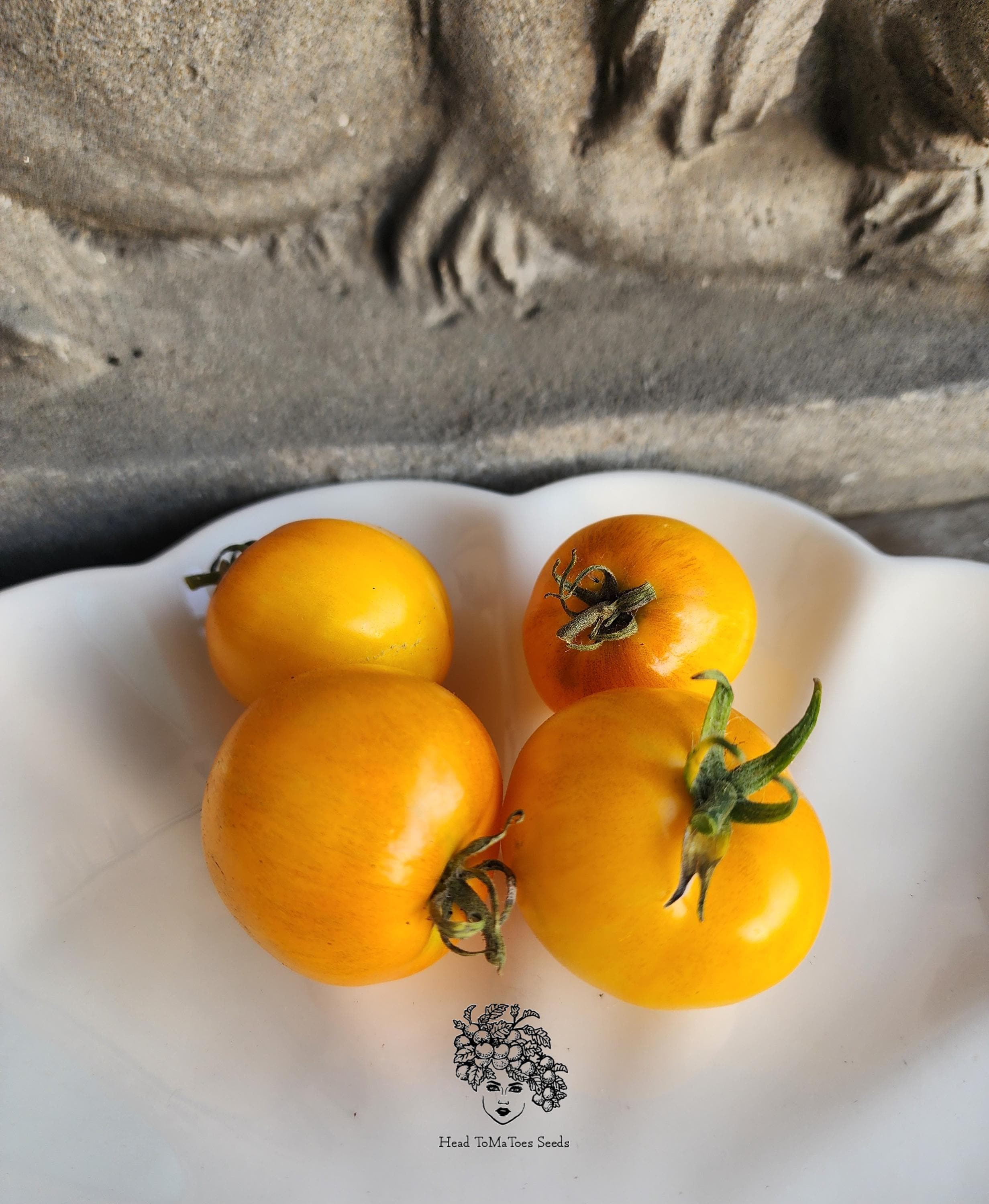 みにとまと みにとまと Root ZX mini | MORITA