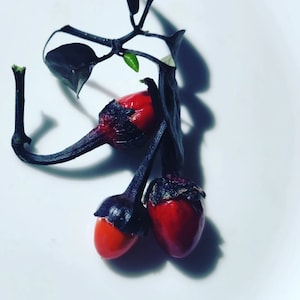 May include: A close-up shot of a cluster of small, red peppers with dark purple stems and leaves. The peppers are a vibrant red at the bottom, fading to a darker colour at the top. The background is a plain white surface.