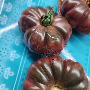 Graines de Tomate Noire de Coseboeuf