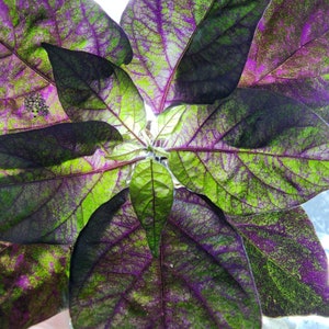 Black Peach Chupetinho x Ninfadora Pepper Seeds