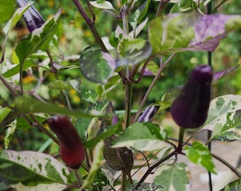 Semillas de pimiento variegado Drácula x Pimiento mutante (no mutante)