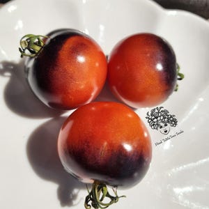 Smokey Blue Tomate Samen