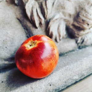 Pomme D&#39;Or De Saint Jean De Beauregard Tomatenzaden