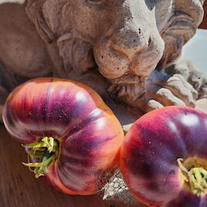 Aurora Blue Tomato Seeds