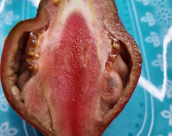 Semillas de tomate Kubinskyi Pertsevidnyi