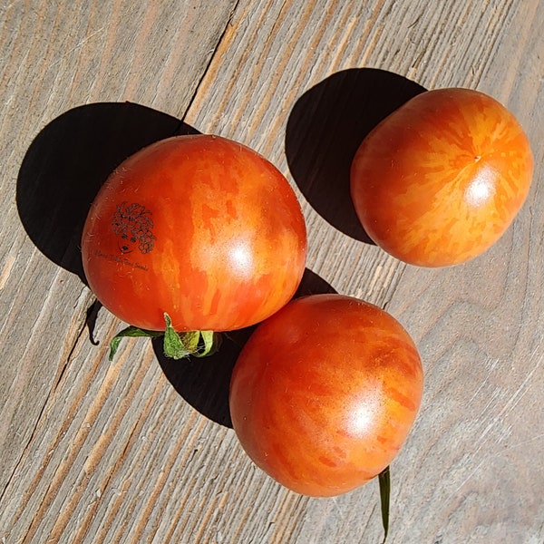 Piccoli semi di pomodoro micro tigre