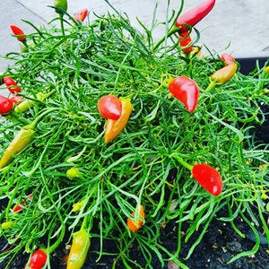 Blue Christmas x Candlelight Mutant Pepper Seeds