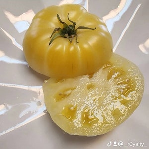 Weiße Königin Tomate