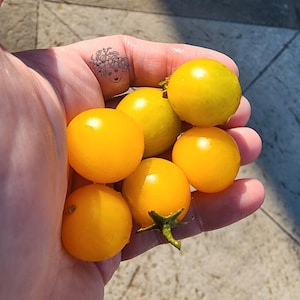 Kleine Tang Shebang Tomate Samen