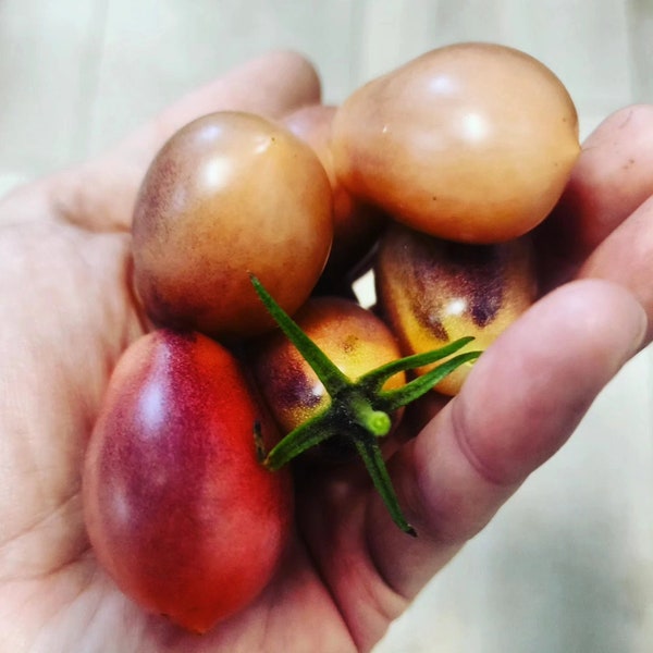 Tomate « Surpriz » Märchenengel
