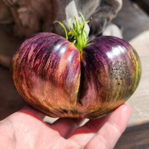Rebel Starfighter Prime Tomato Seeds