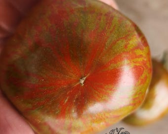 Semi di pomodoro zebra nera di Reinhard