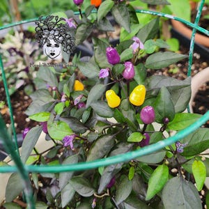 Lila Luzi Pepper Seeds