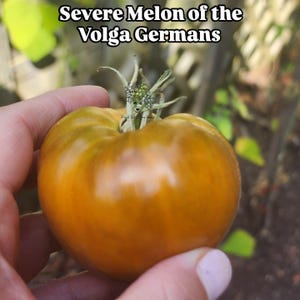 Könnte beinhalten: Nahaufnahme einer reifen, orange-gelben Tomate mit grünen Akzenten. Die Tomate wird in einer Hand gehalten, mit dem Text "Severe Melon of the Volga Germans" oben. Die Tomate hat eine leicht abgeflachte Form.