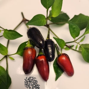 Royal Black Pepper Seeds