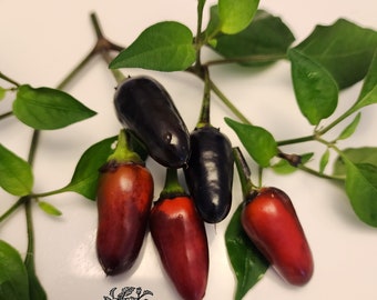 Royal Black Pepper Seeds