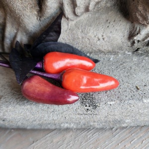 Black Jellybean Pepper Seeds